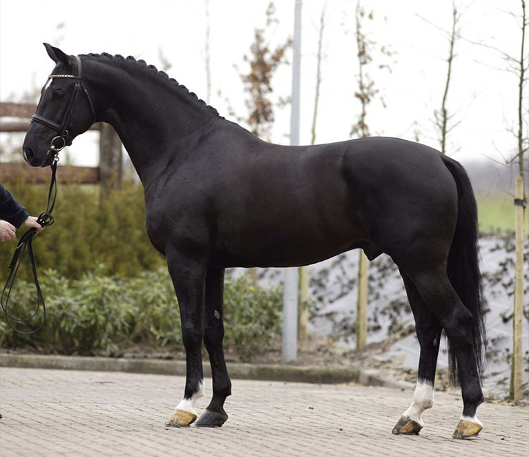 negro-semental-ovohorse2023
