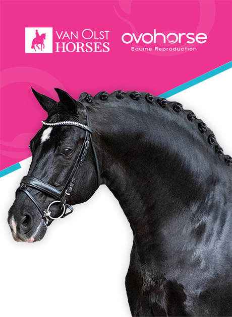 ovohorse-negro-semental2023