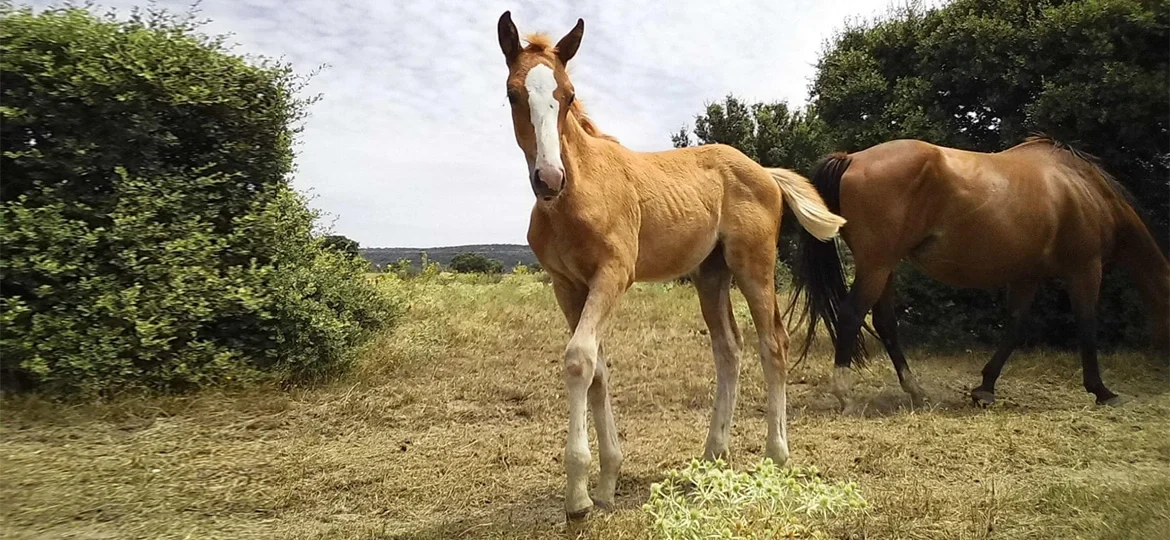 cuidados potros ovohorse