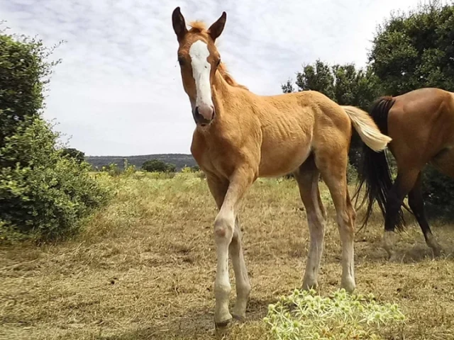 cuidados potros ovohorse