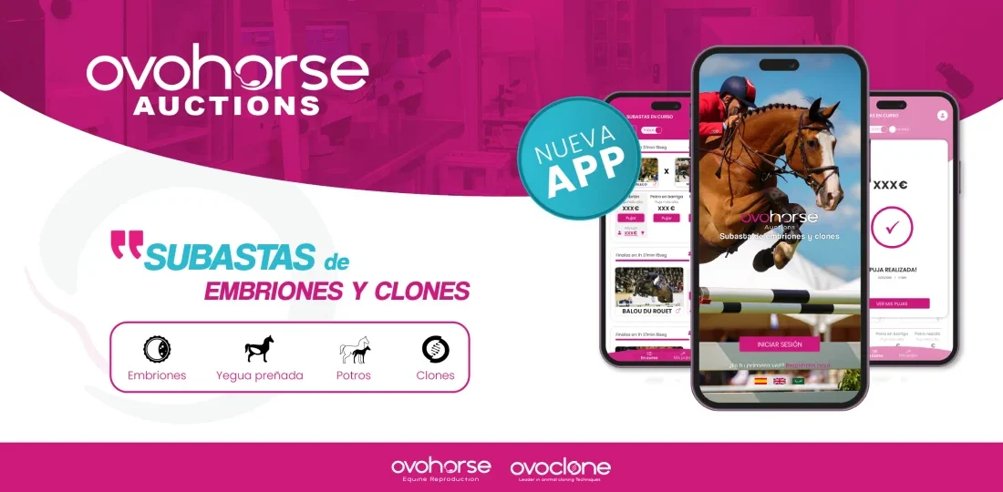 La App de subastas Ovohorse Auctions lanza un embrión de “Chacco Blue”