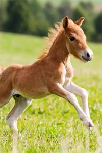 Preservación genética de mascotas Clonación de caballos