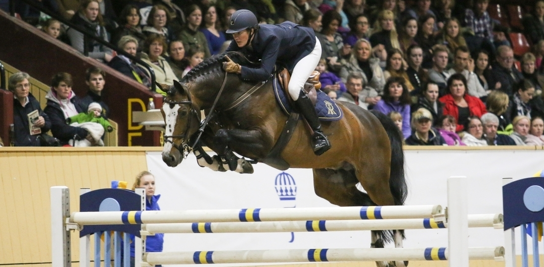 “Balou du Rouet”, magnífico semental disponible en España