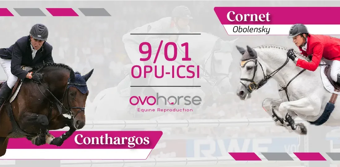 Consigue descendencia de dos grandes de salto: “Conthargos” y “Cornet Obolensky”