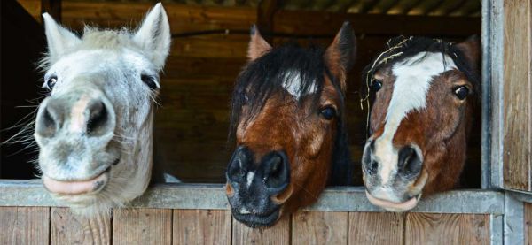 8 faits intéressants sur les chevaux