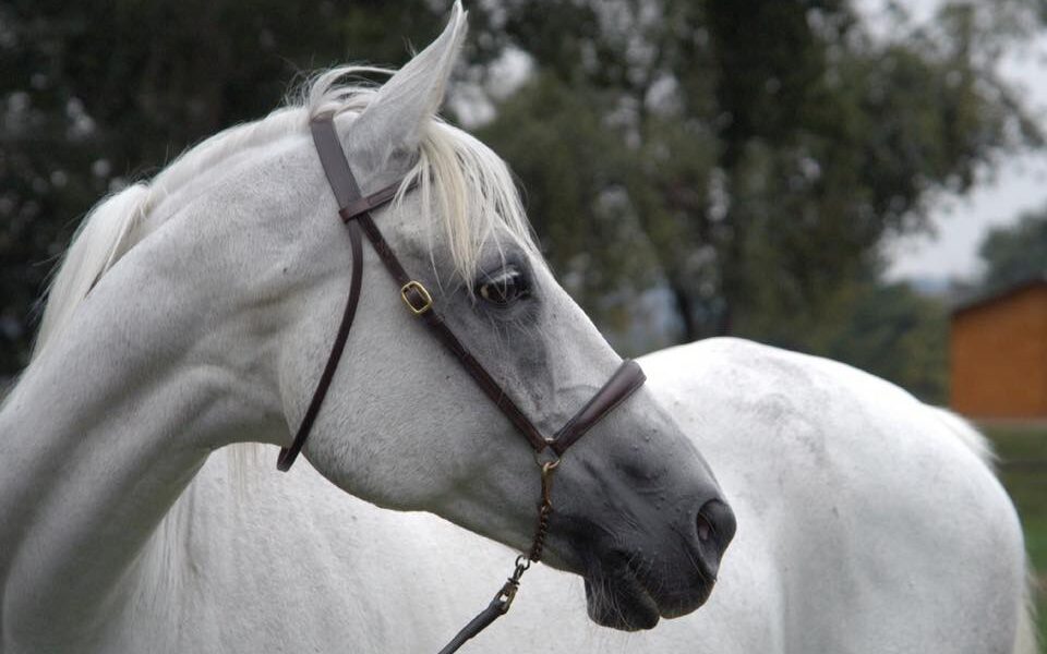 Clonación equina: Varoussa regresa para dominar el Raid