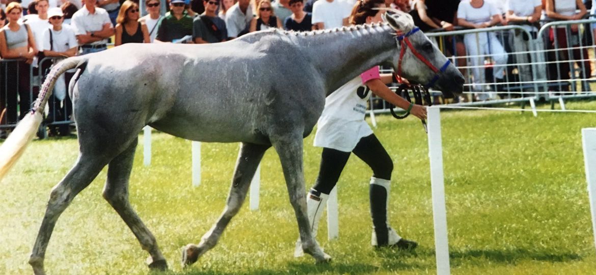 Varoussa-ovohorse