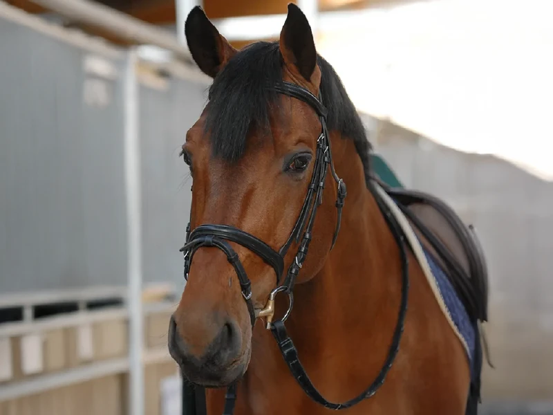 chacco_blue_Ovohorse-ovoclone chacco_blue_Ovohorse-ovoclone