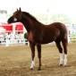 Arriero1-200x200 (Demo)