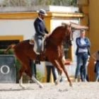 Arriero3-150x150 (Demo)