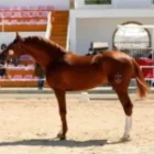 Arriero4-150x150 (Demo)