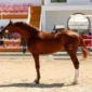 Arriero4-150x150 (Demo)