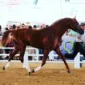 Arriero5-150x150 (Demo)