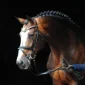 Balou-Du-Rouet-1-200x200
