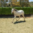Elegida4-150x150 (Demo)