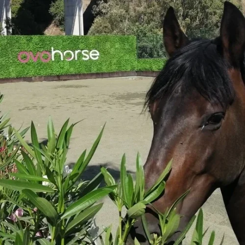 Granuja-Ovohorse-2-thegem-blog-default