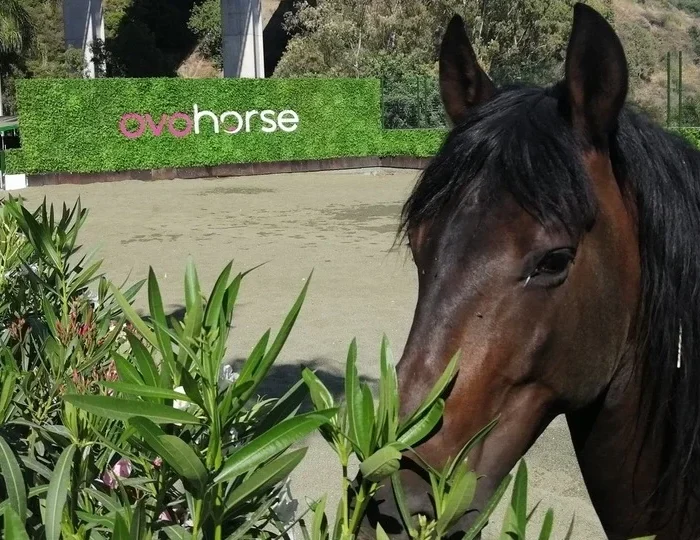 Granuja-Ovohorse-2-thegem-blog-default