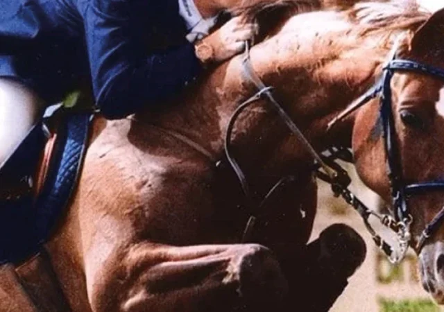 Harmonie-genetica-de-campeona