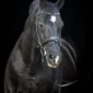 Negro4-scaled-1-150x150 (Demo)