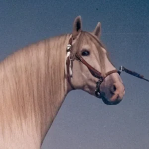 Poseido-VII