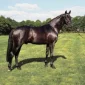 SandroHit2-200x200