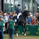 Totilas3-150x150 (Demo) Totilas3-150x150 (Demo)