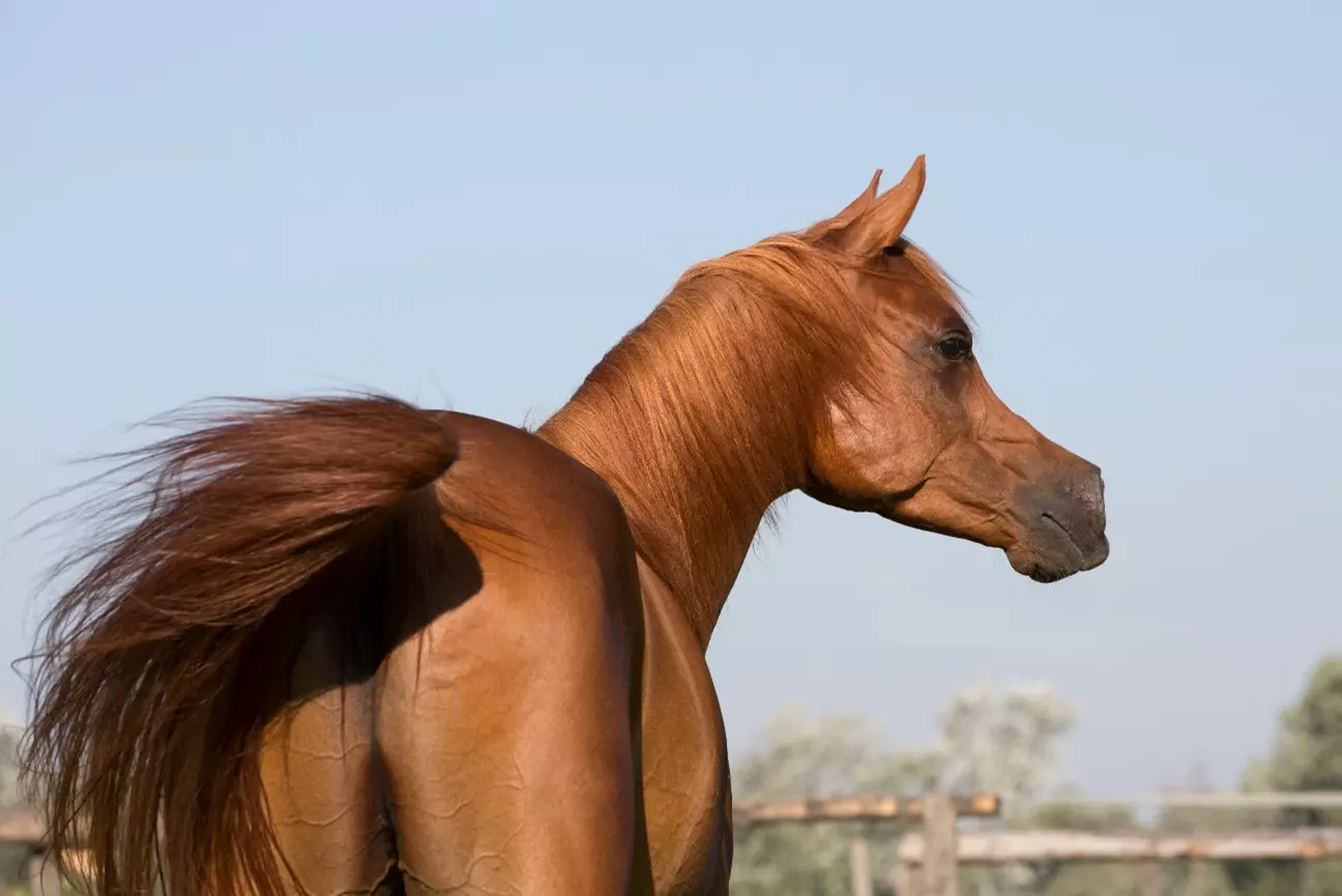 Caballo Árabe Caballo Árabe