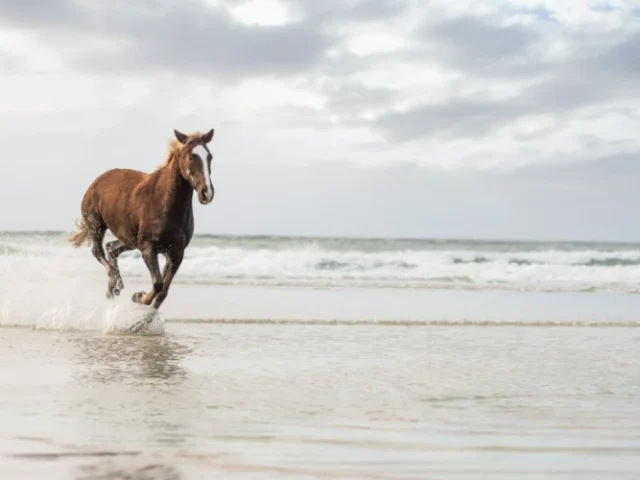 Descubre cómo reducir el calor extremo al caballo