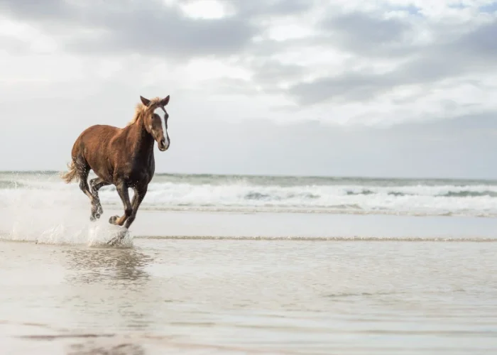 Descubre cómo reducir el calor extremo al caballo