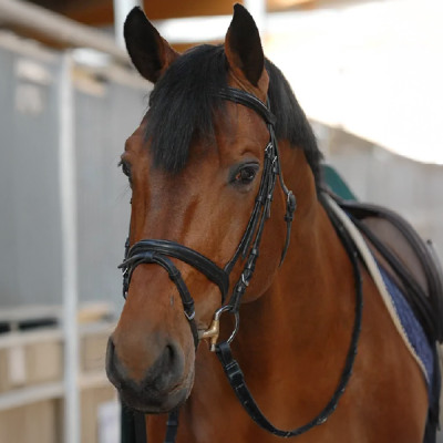 chacco_blue_Ovohorse-ovoclone-800x600