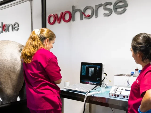 Cuidados caballo antes y después de la OPU