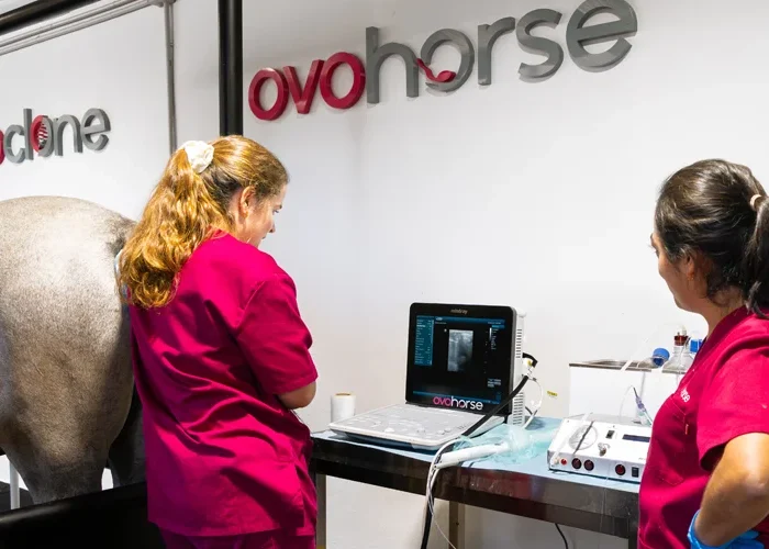 Cuidados caballo antes y después de la OPU