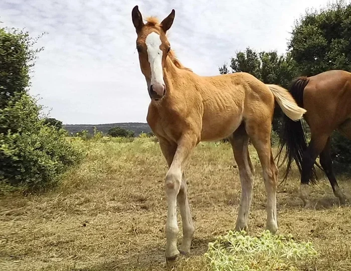 cuidados-potros-ovohorse-thegem-blog-default