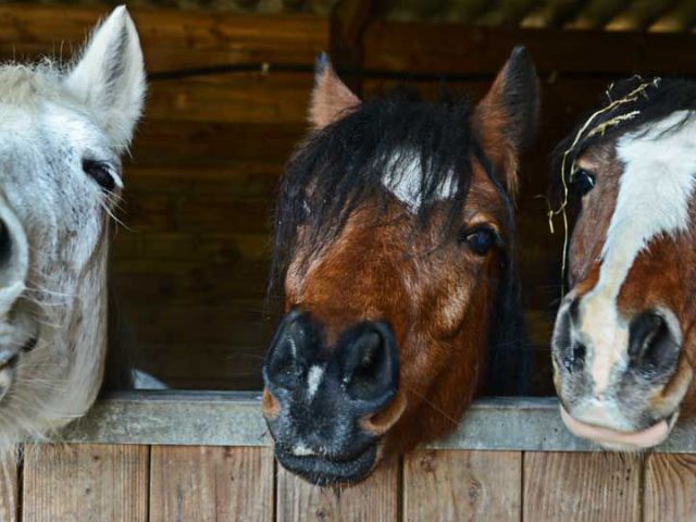 datos-interesantes-caballos-thegem-blog-default