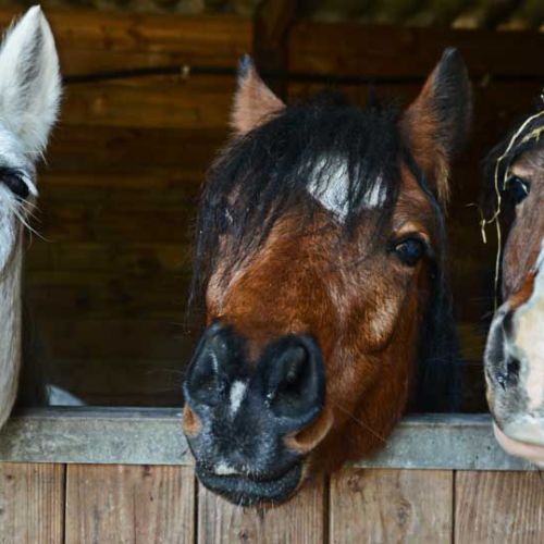 datos-interesantes-caballos-thegem-blog-default