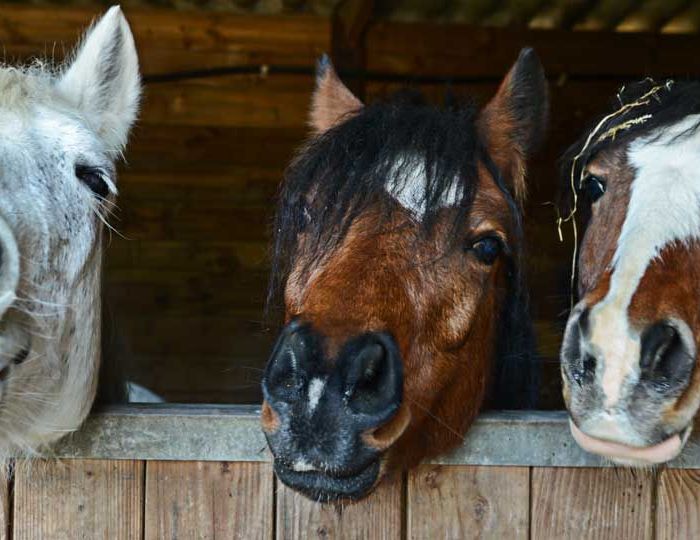 datos-interesantes-caballos-thegem-blog-default