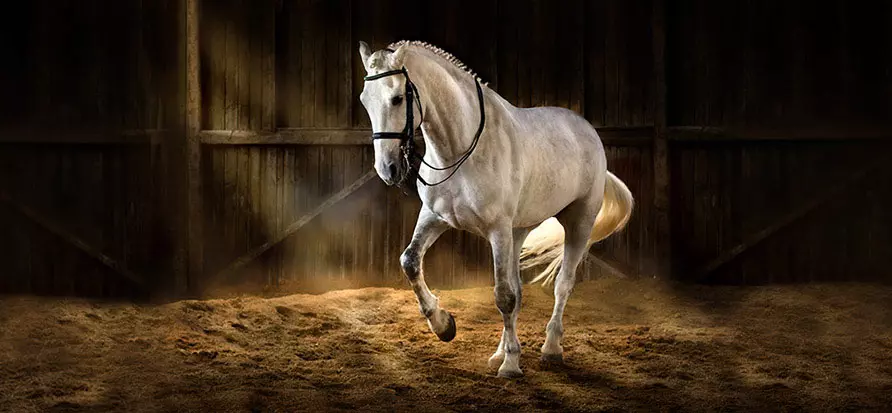opu-e-icsi-ovohorse