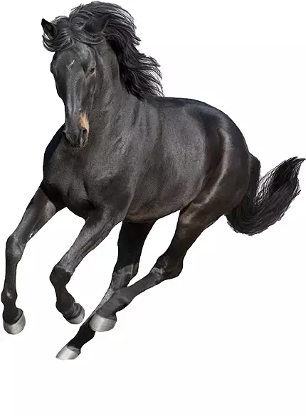 ovohorse-por-que-elegirnos-1
