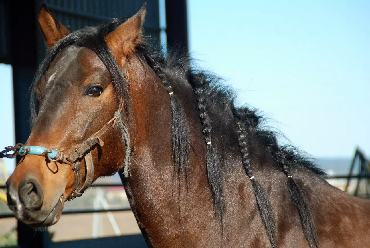 Caballo Andaluz - Pura sangre Caballo Andaluz - Pura sangre