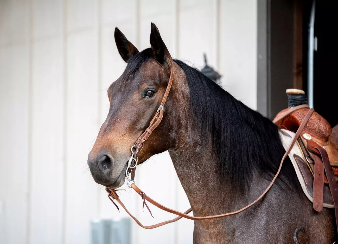 Quarter horse Quarter horse